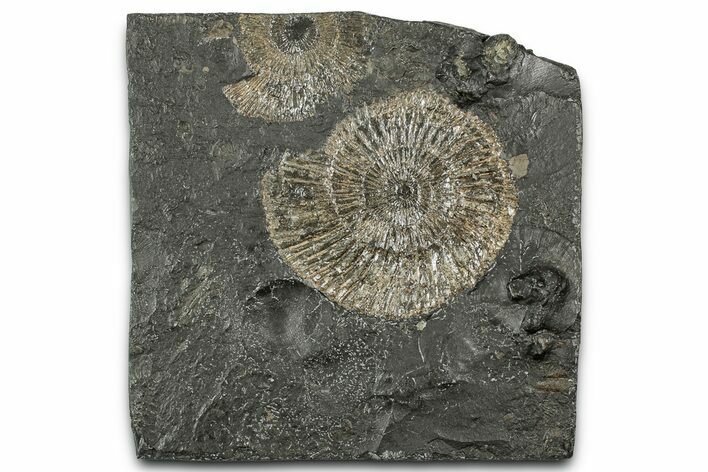 Dactylioceras Ammonite Fossil - Posidonia Shale, Germany #358340